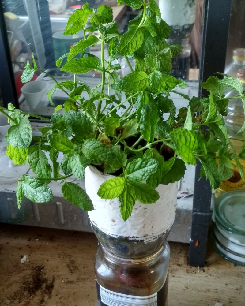 Choosing The Right Mint Variety For Ohio Homes