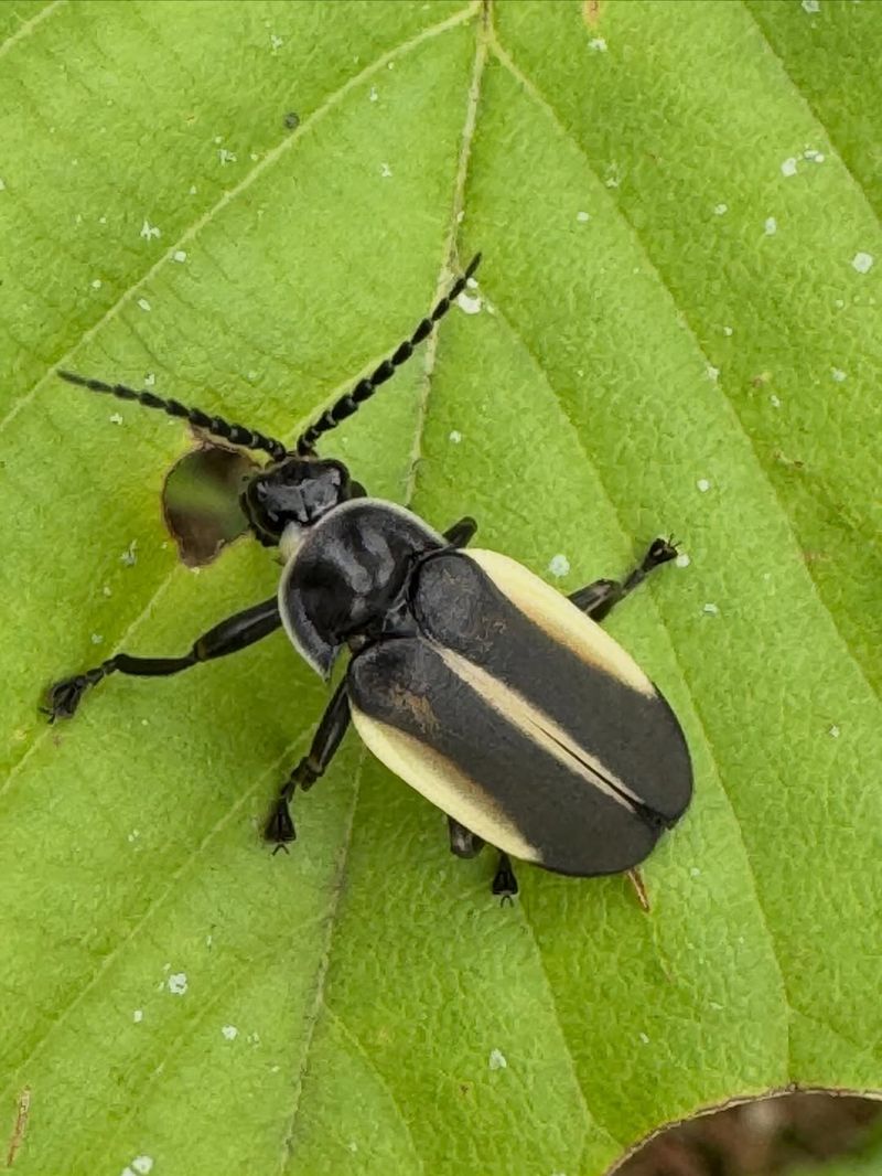Striped Flea Beetle