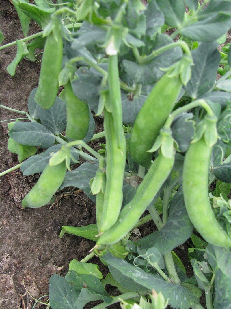 English Peas Climb And Produce Sweet Pods In Spring