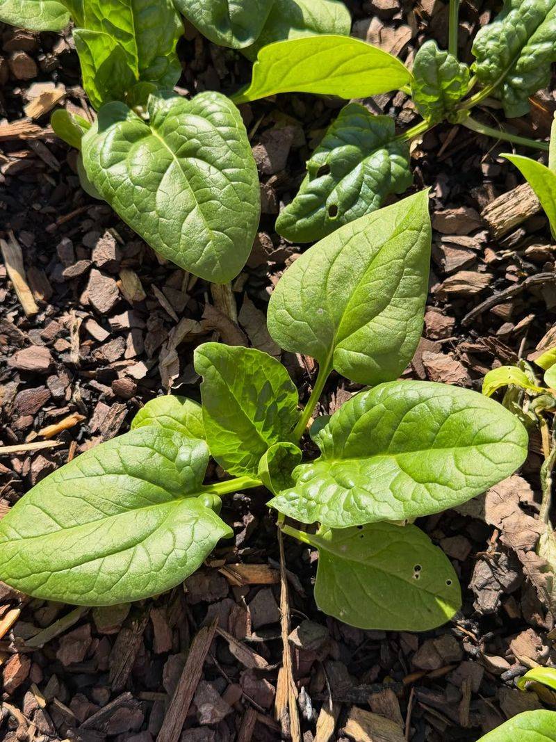 Spinach Produces Quick, Dense Recovery Growth
