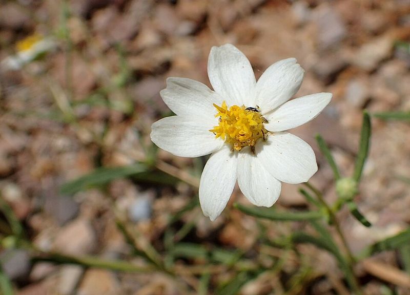 Blackfoot Daisy Stays Bright In Lean, Rocky Soil