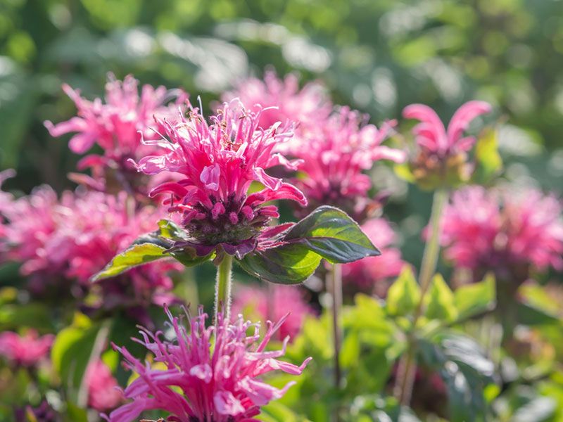 Bee Balm