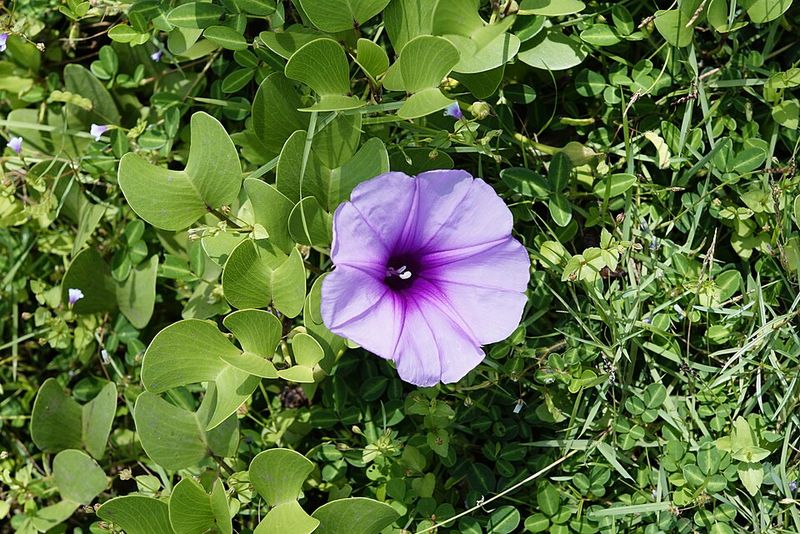 Railroad Vine (Ipomoea pes-caprae)