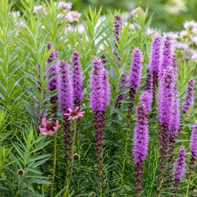 Chapman's Blazing Star Adds Vertical Beauty