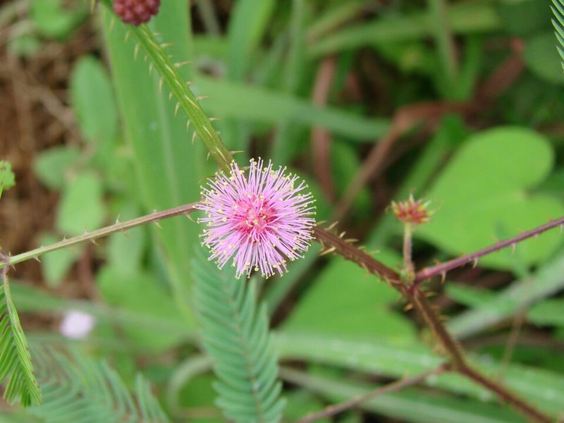 Powderpuff Mimosa: Low Native Blanket
