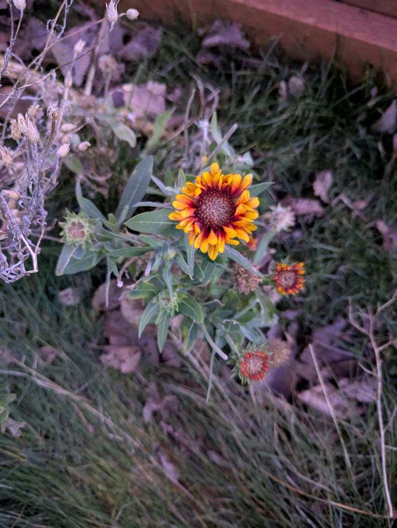 Why Frost Dates Change From Year To Year