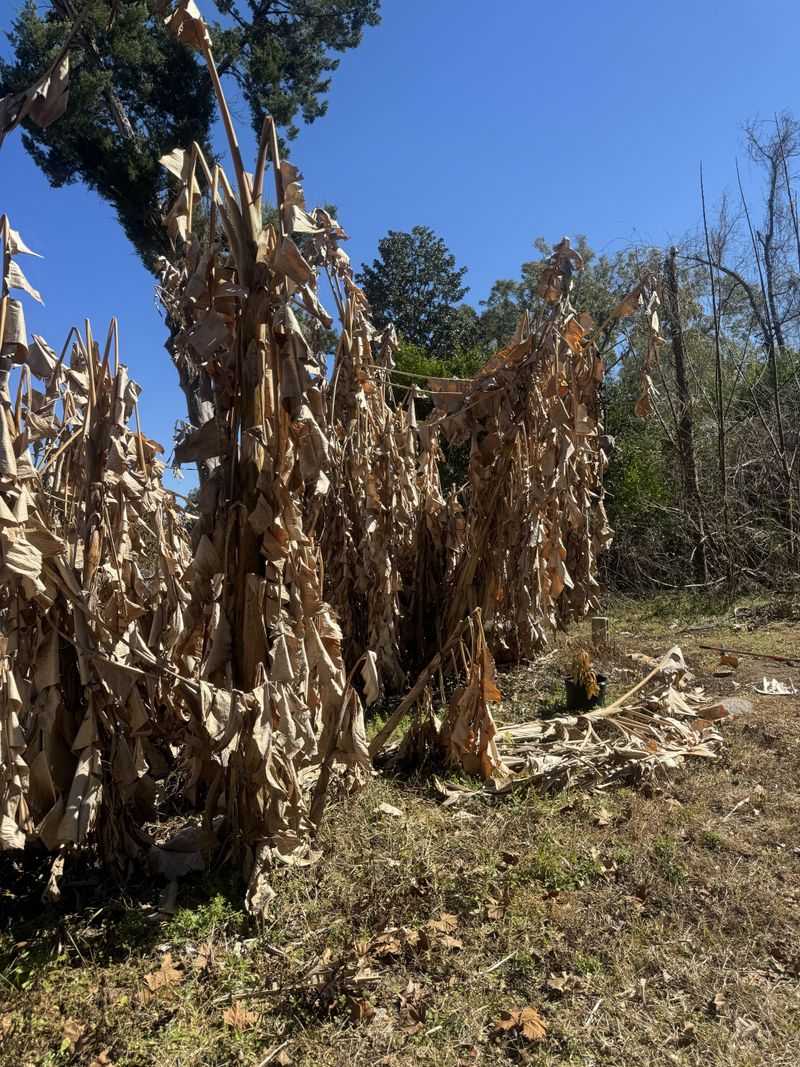 Freeze Damage Looks Worse Than Reality