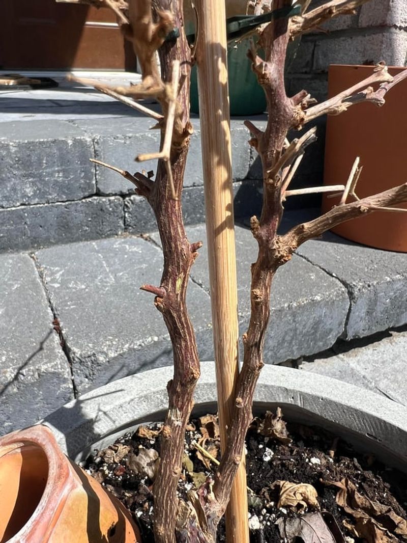 Spot Clear Signs Of Frost Damage Fast