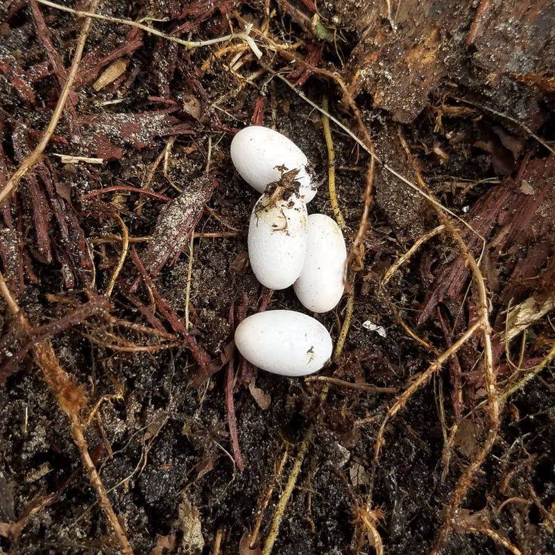 Identify Common Florida Snake Eggs Safely