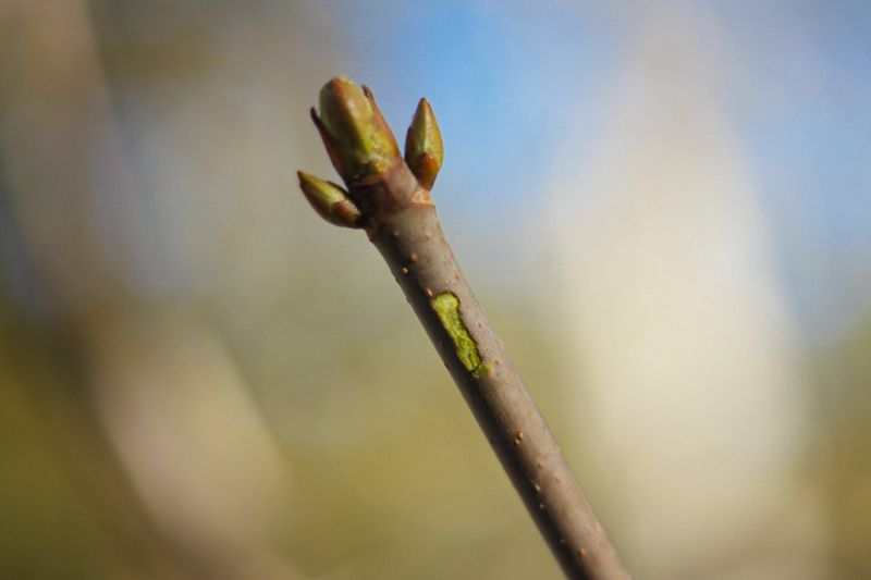 Assessing Plant Health