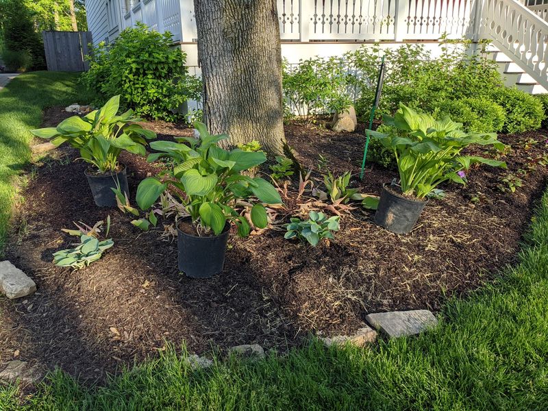 Ideal Planting Windows By Region