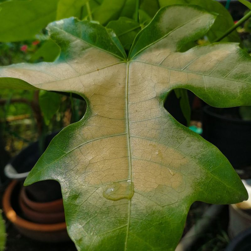 Sunburn From Stronger Spring Light