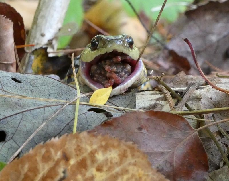 Sightings Of Rodents Or Frogs