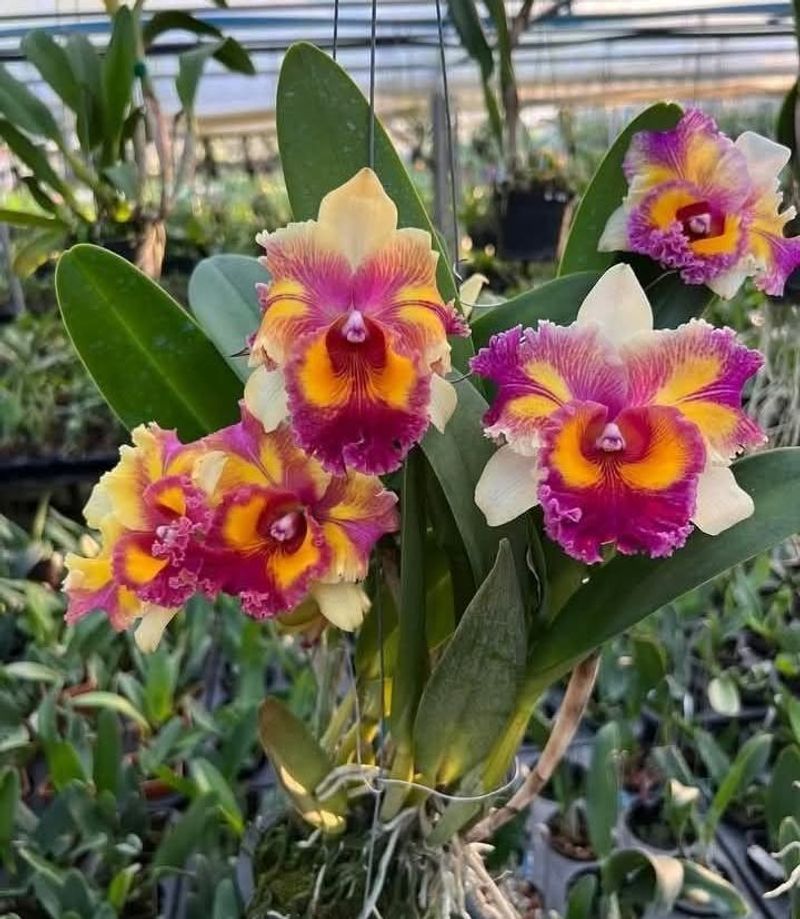 Soft Pastel Flowers Feel Personal Using Cattleya Hybrids