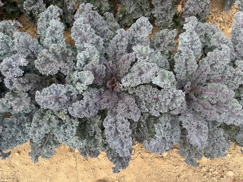 Kale Rubybor F1