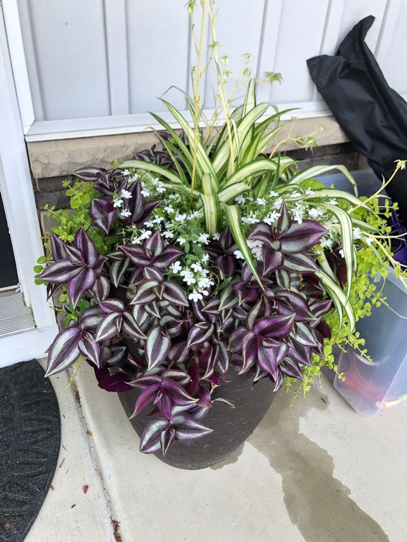 Airy Spider Plant Softens The Edges Around Wandering Jew