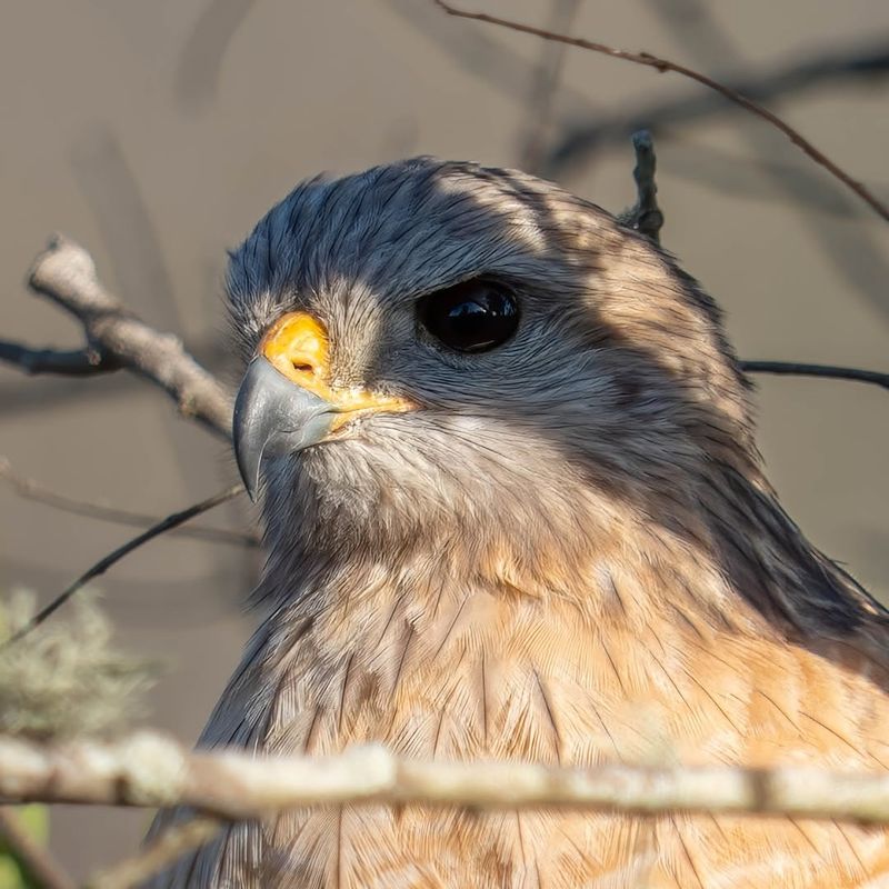 Breeding Season Increases Activity