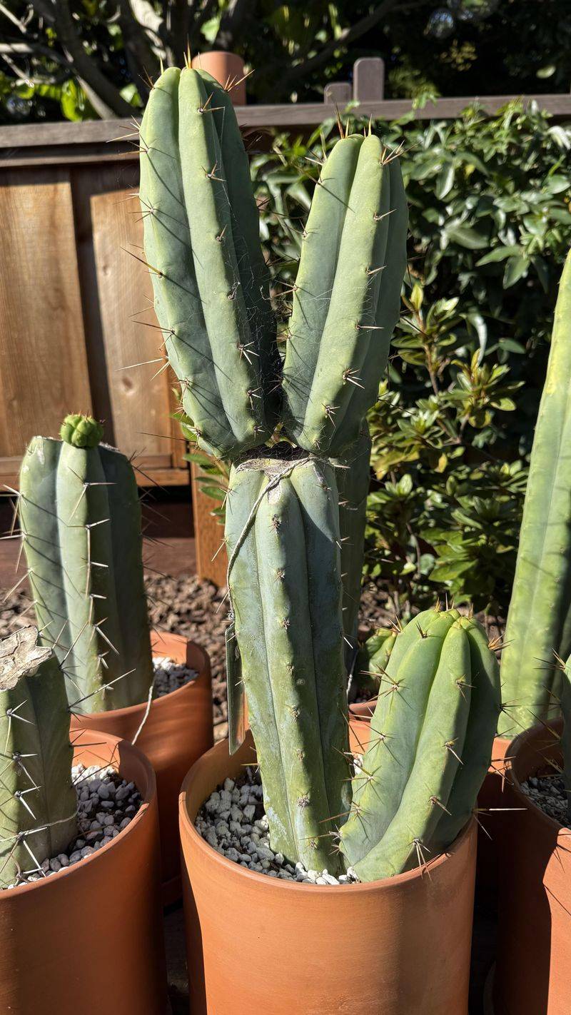 Apply At Half Strength To Prevent Salt And Root Burn In Desert Soil