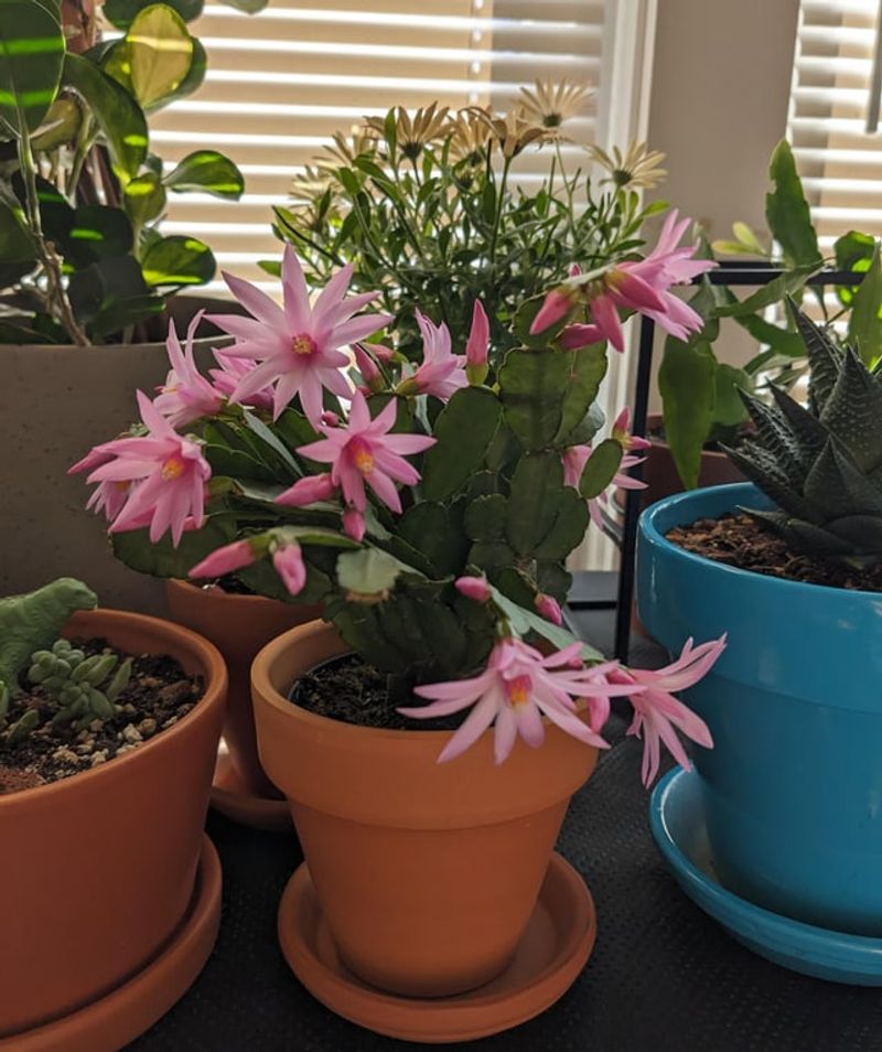 Increase Humidity During Arizona's Extremely Dry Periods