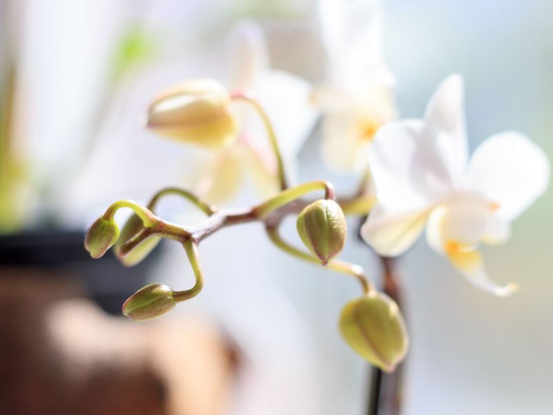 Avoid Overhandling Or Disturbing Buds