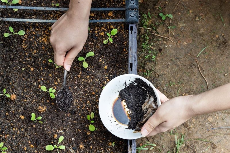 Save Coffee Grounds To Improve Soil Organic Matter