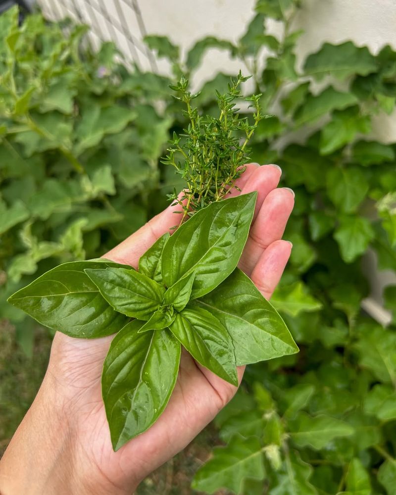 Keep Fresh Flavor Near Your Kitchen