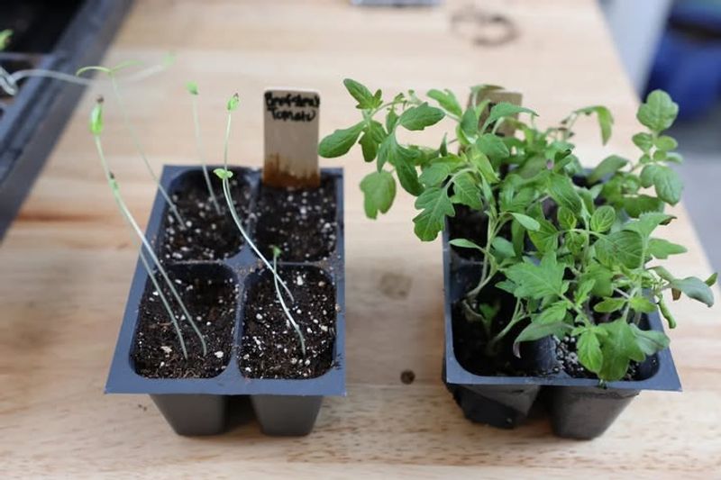Thin Seedlings Appropriately