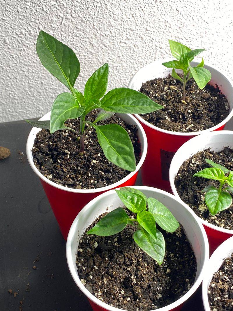 Pot Up Young Plants Before They Become Root Bound