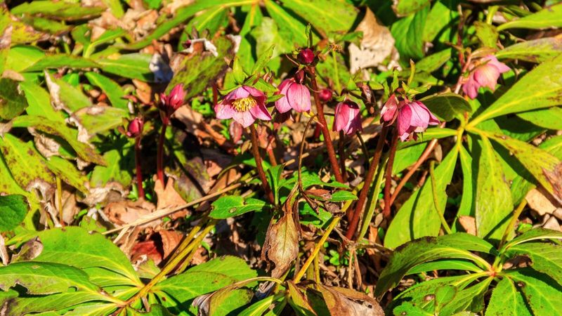Prune Close To The Base Of Old Leaves