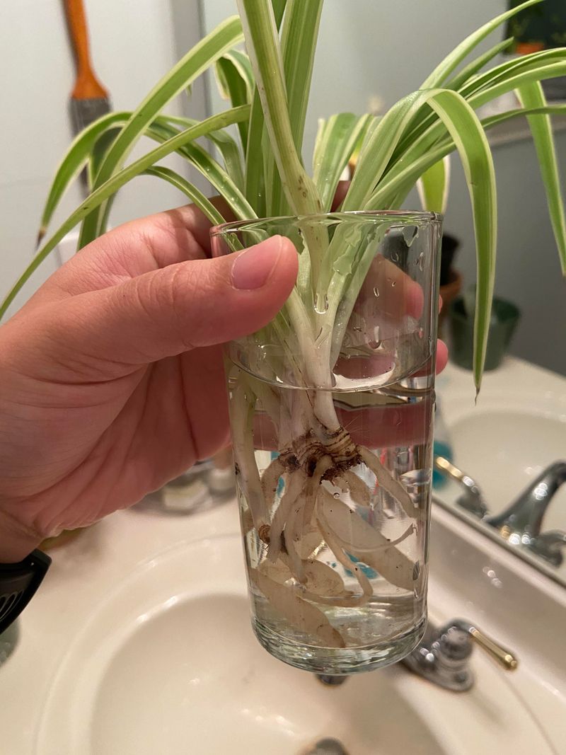 Keep Roots Submerged, Leaves Dry