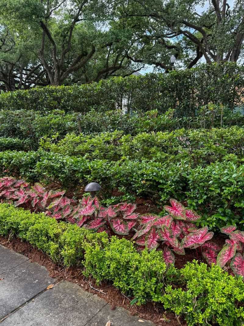 Create Layered Shrub Borders