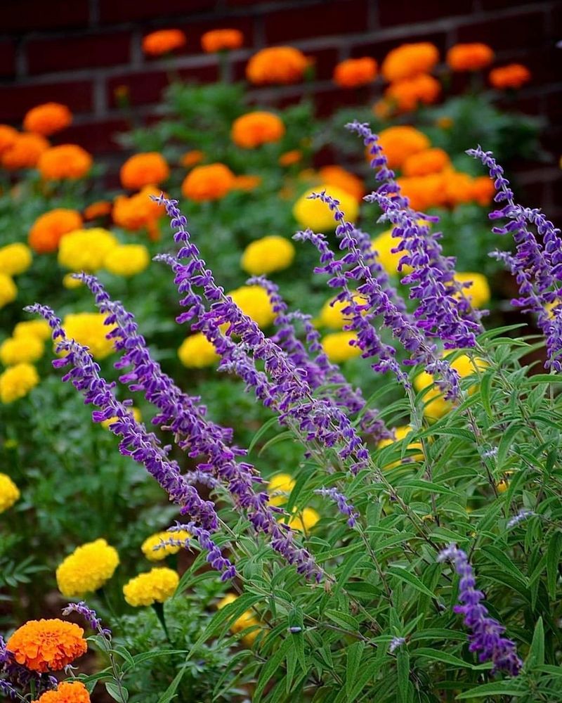 Pair Plants With Similar Water Needs