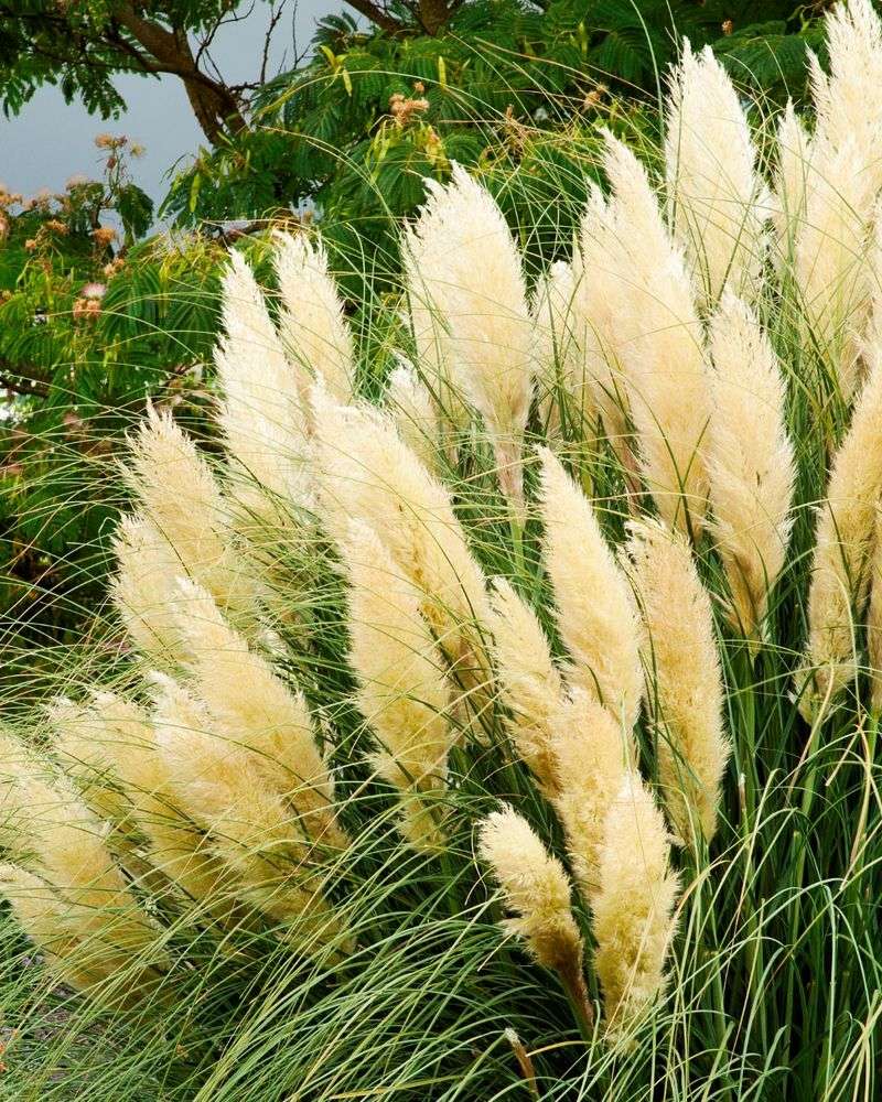 Incorporate Ornamental Grasses That Stay Beautiful In Winter