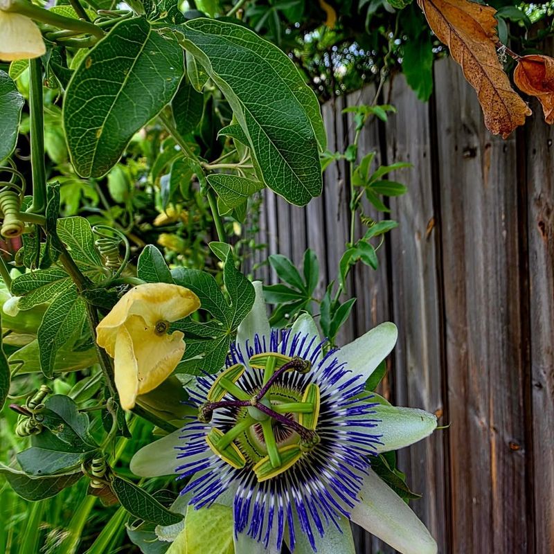 Build Green Walls With Trellises