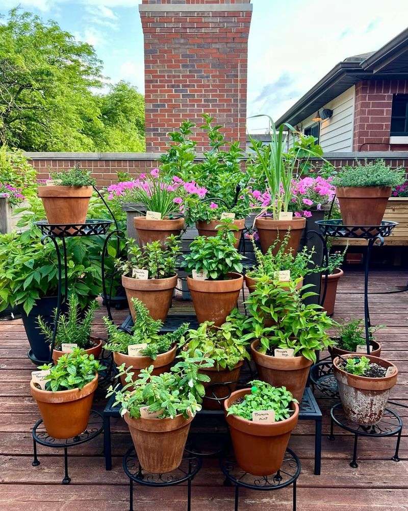 Rotate Annual Herbs Each Season