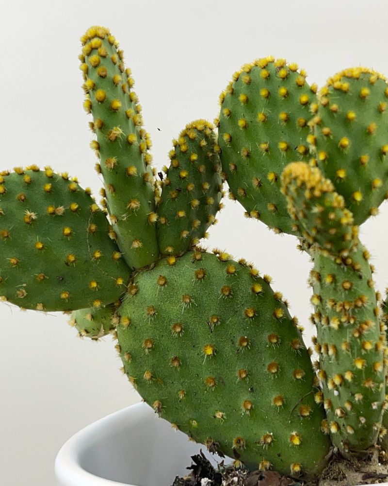 Fertilize Lightly During Active Growth Only