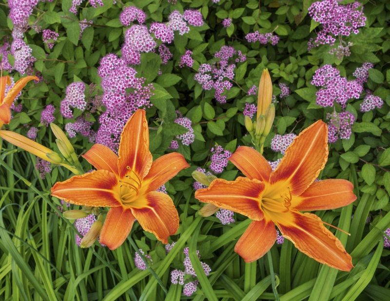 Plant Deer-Resistant Companion Plants Around Daylilies