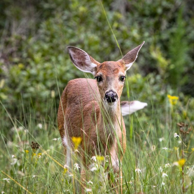 Apply Scent Repellents And Reapply After Rain