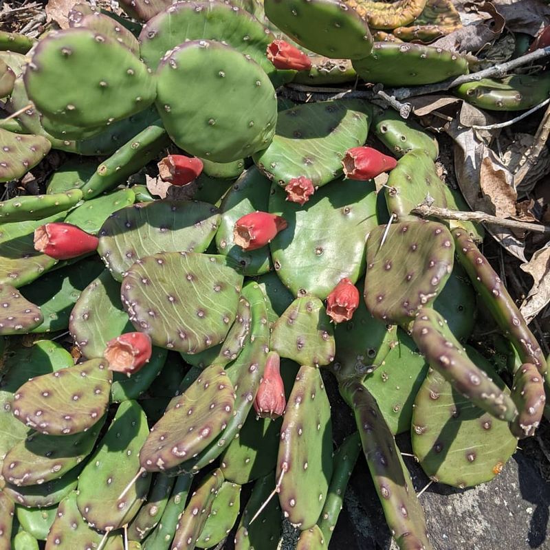 Water Sparingly Especially During Winter Months