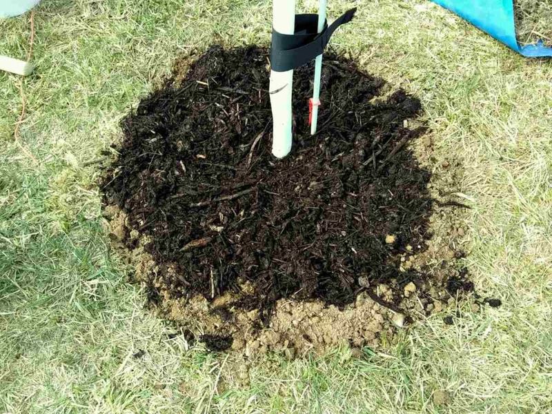 Protect Roots With Mulch Before Cold Arrives
