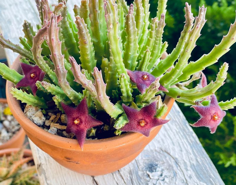 Water Deeply Then Let It Dry