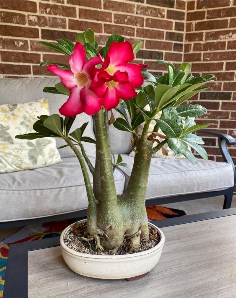 Water Only After Soil Fully Dries Between Waterings