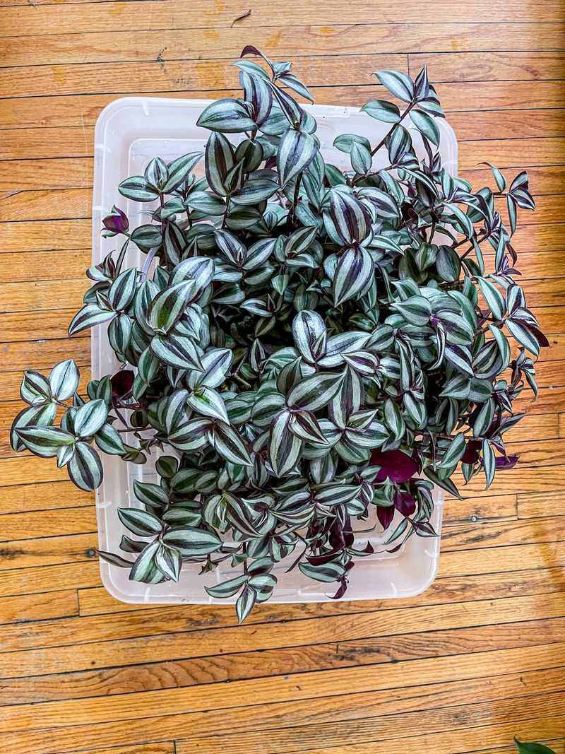 Water Thoroughly, Then Let Soil Dry Slightly