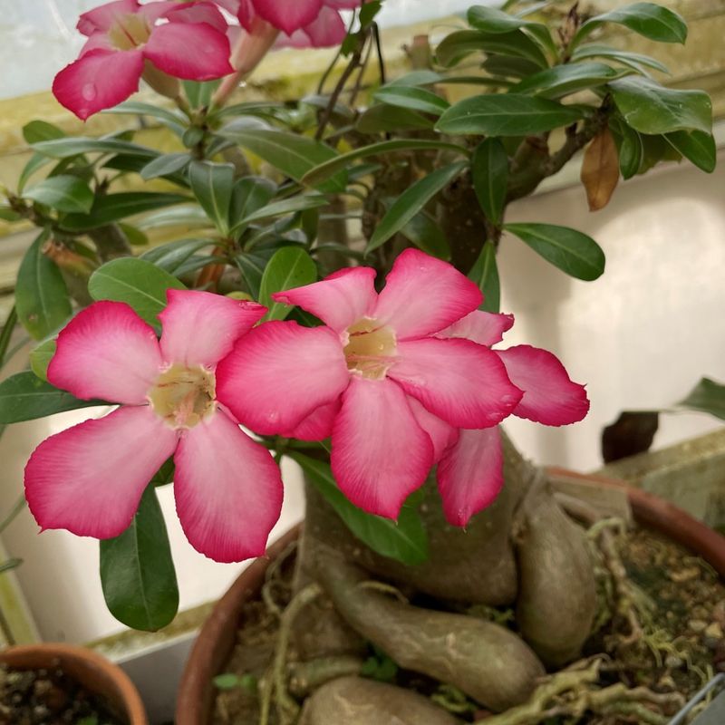 Keep Winter Care Light And Avoid Cold, Wet Roots