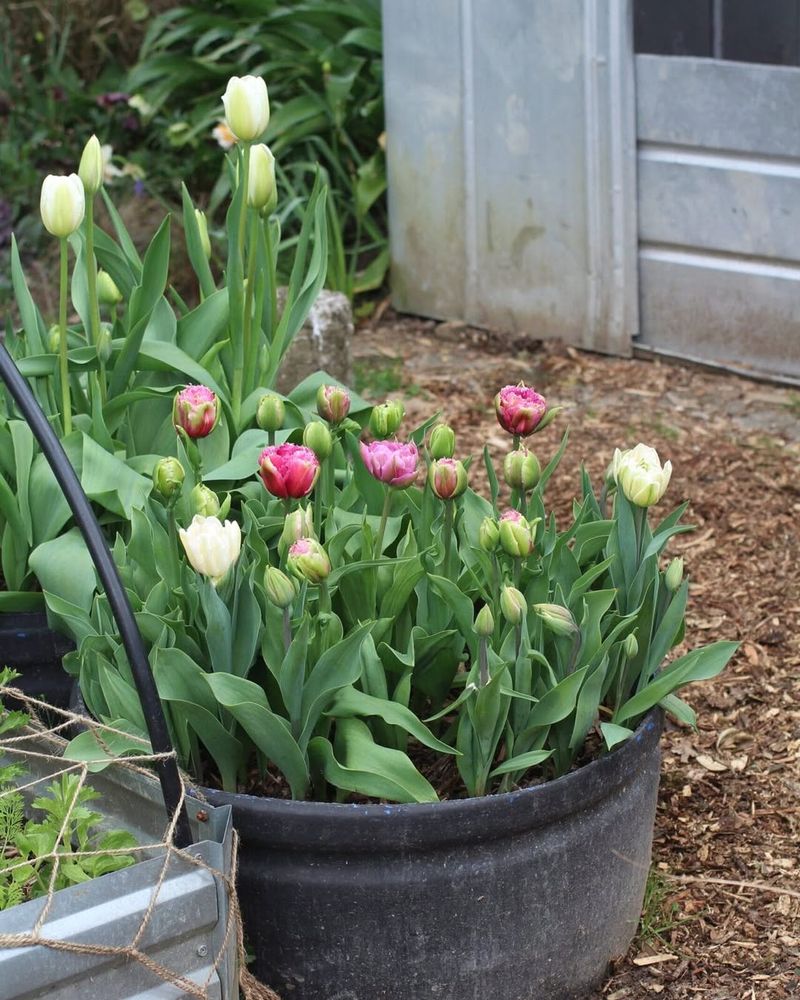 Place Containers In Morning Sun With Afternoon Protection