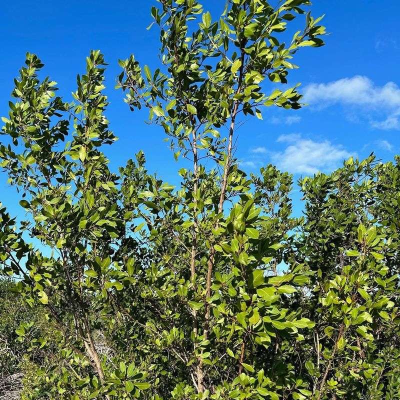 Grow Buttonwood For Strong Coastal Defense