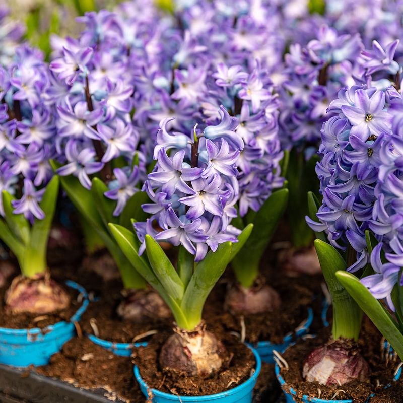 Plan Now For Beauty Every Year