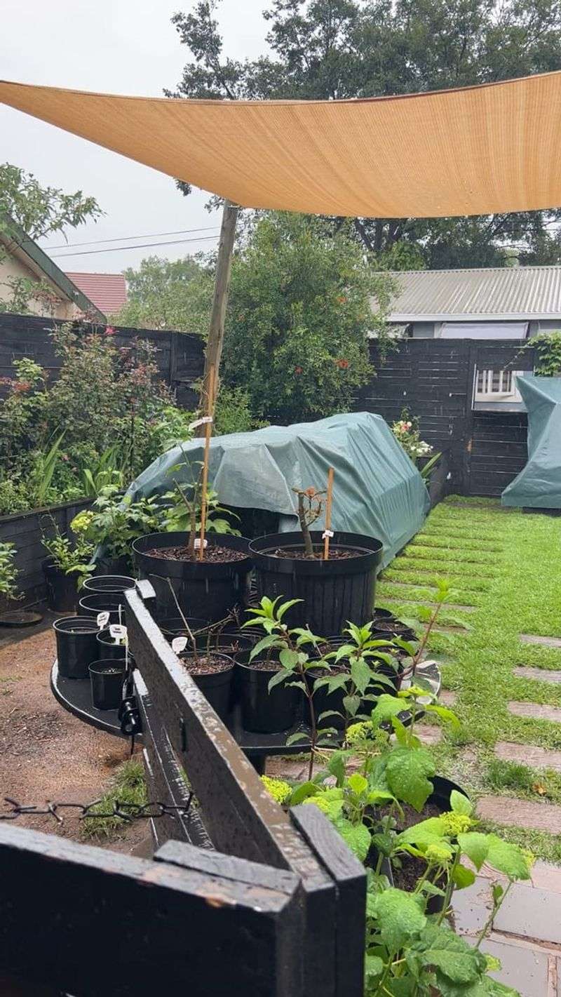 Create Windbreaks With Barriers