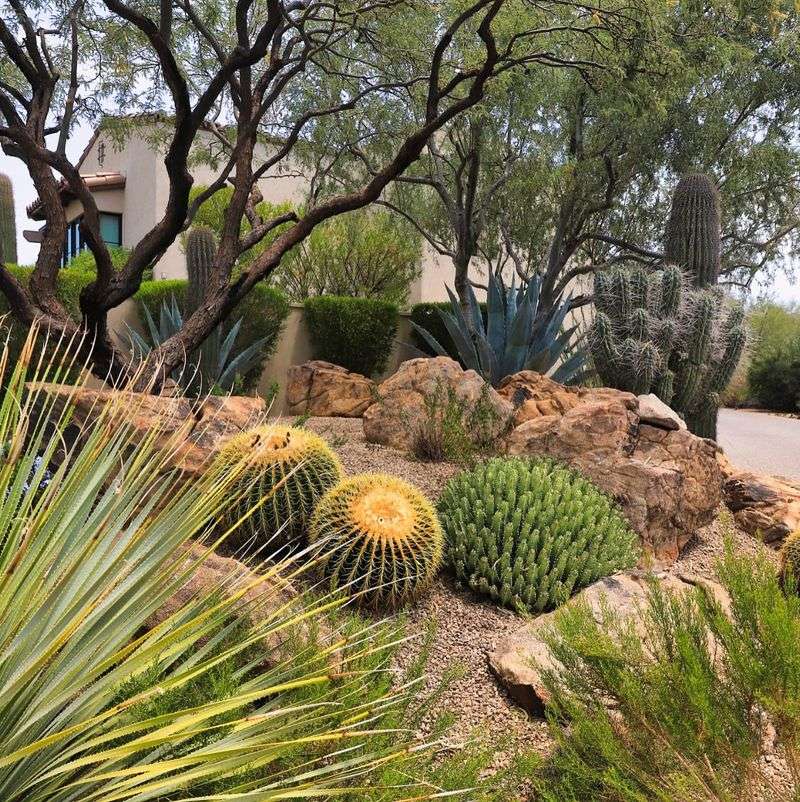 Layer Agaves, Cacti, And Shrubs For Natural Desert Structure