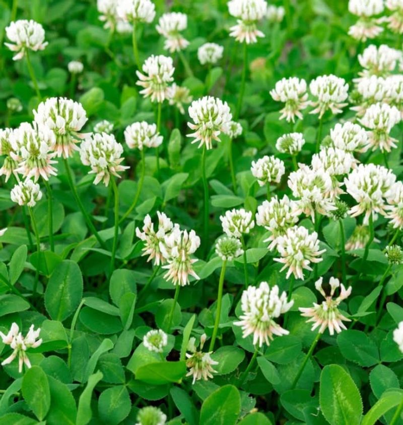 Grow Nitrogen-Fixing Plants To Improve Soil